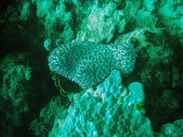 photo50.jpg