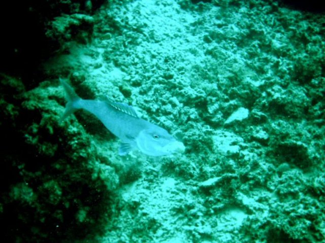 photo66.jpg