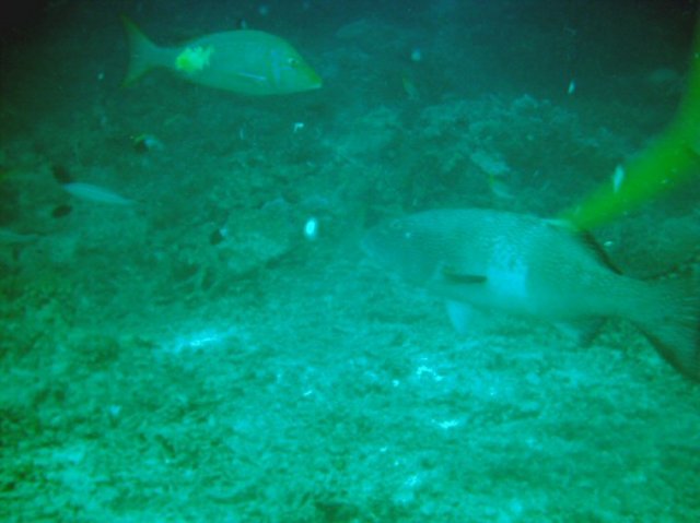 photo92.jpg