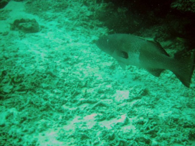 photo97.jpg