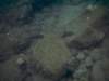 cruisedive20112_small.jpg