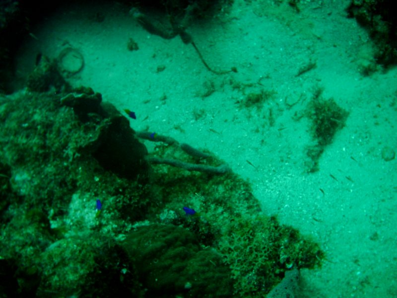 imag0191.jpg