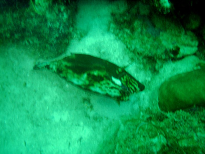 imag0201.jpg