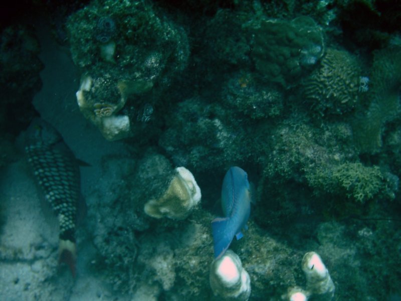 imag0202.jpg