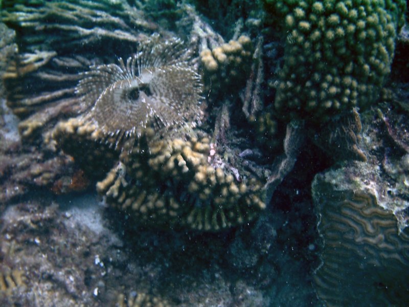 imag0208.jpg