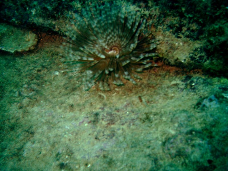 imag0222.jpg