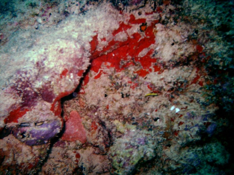 imag0225.jpg