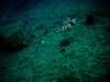 imag0235_small.jpg
