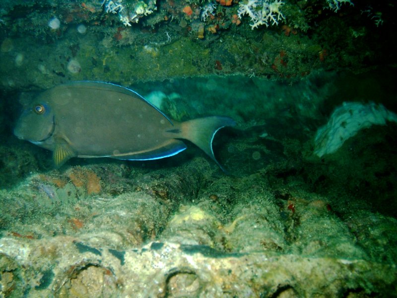 imag0266.jpg