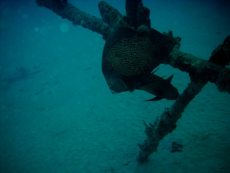 imag0273.jpg
