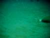 imag0274_small.jpg