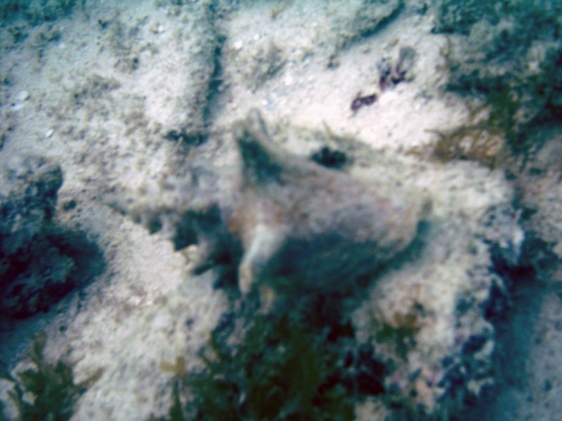 imag0290.jpg