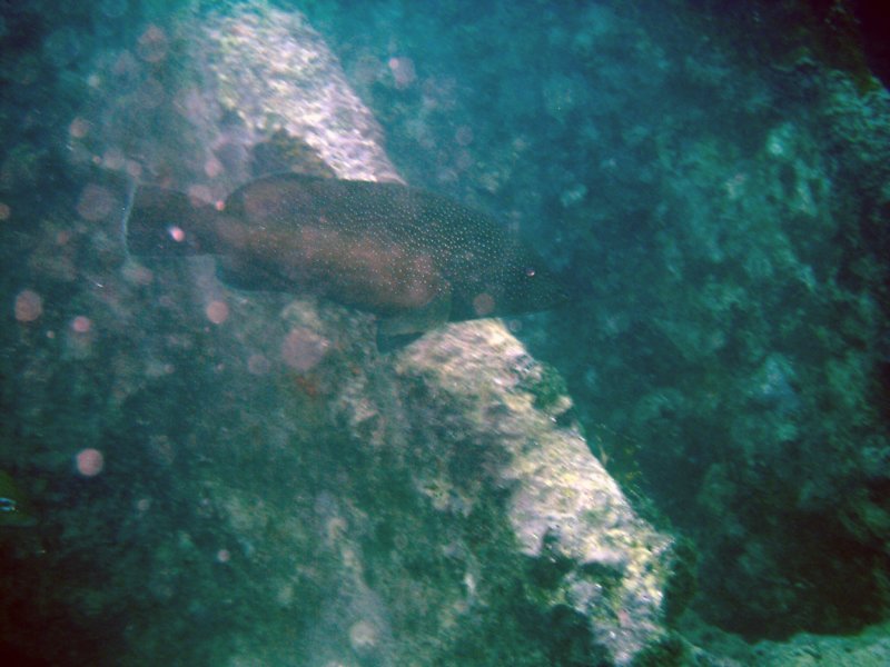 imag0294.jpg