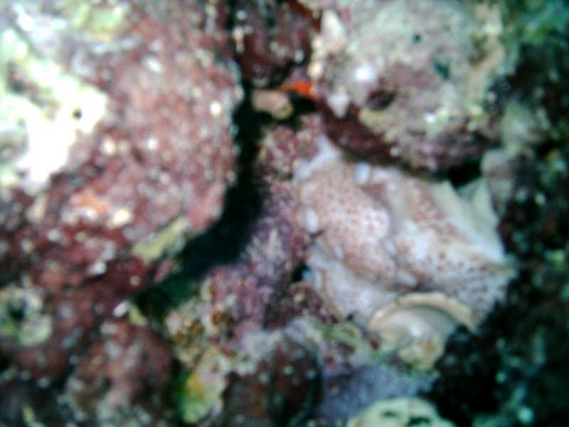 imag0299.jpg