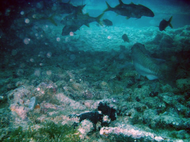 imag0312.jpg