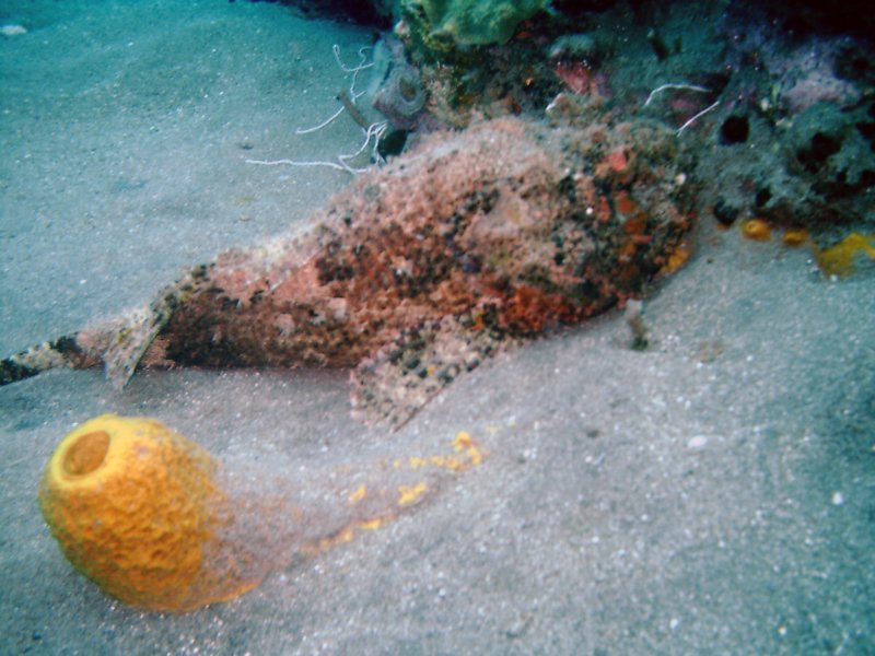 scorpionfish.jpg