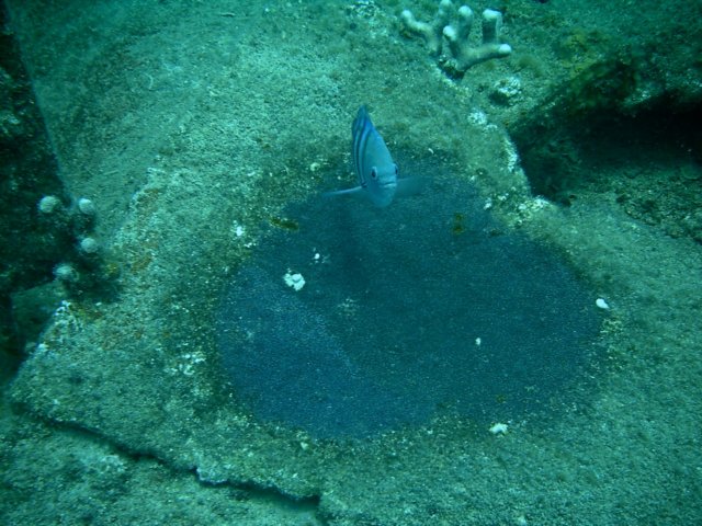 imag0050.jpg