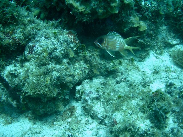 imag0056.jpg