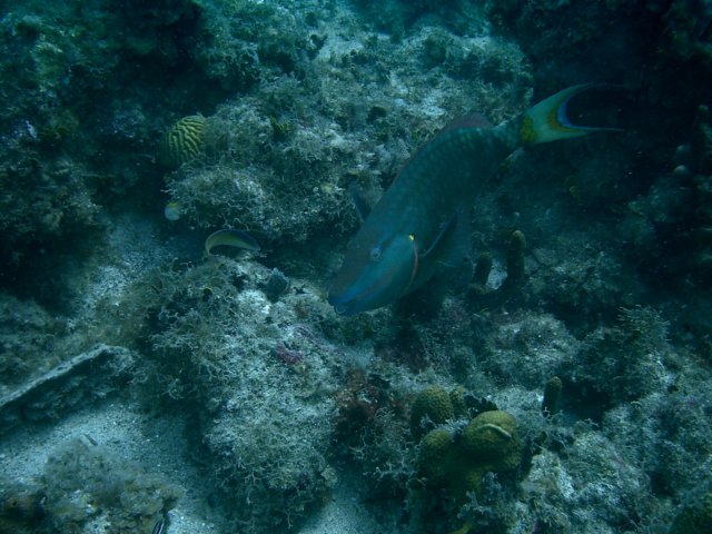 imag0083.jpg