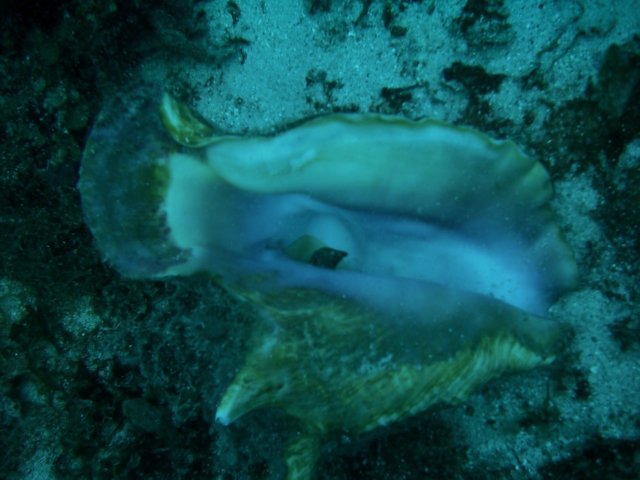 imag0093.jpg
