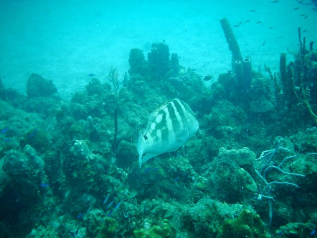 imag0104.jpg