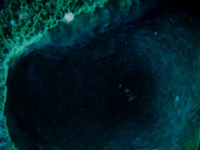 imag0110.jpg