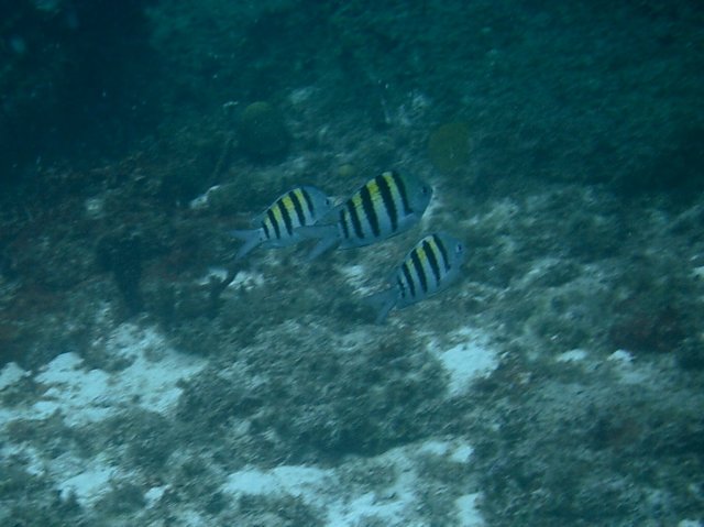 imag0125.jpg
