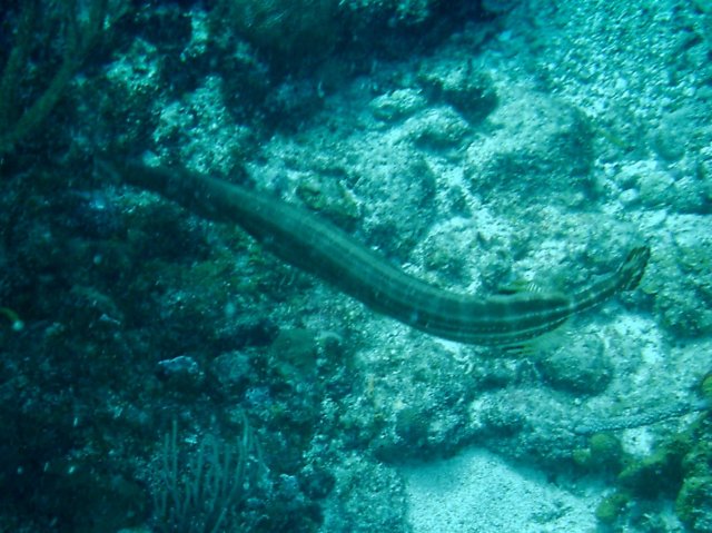 imag0137.jpg