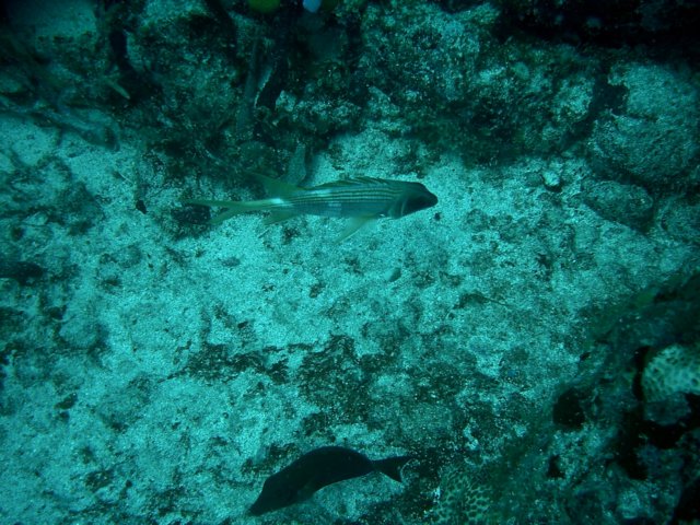 imag0162.jpg