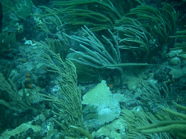 imag0167.jpg