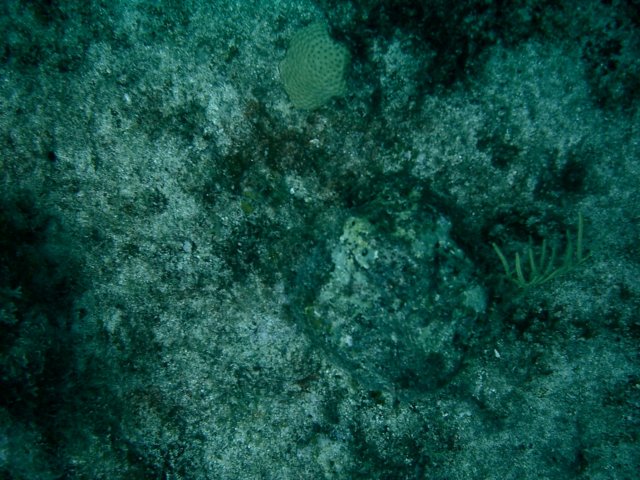 imag0206.jpg