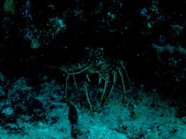 imag0222.jpg